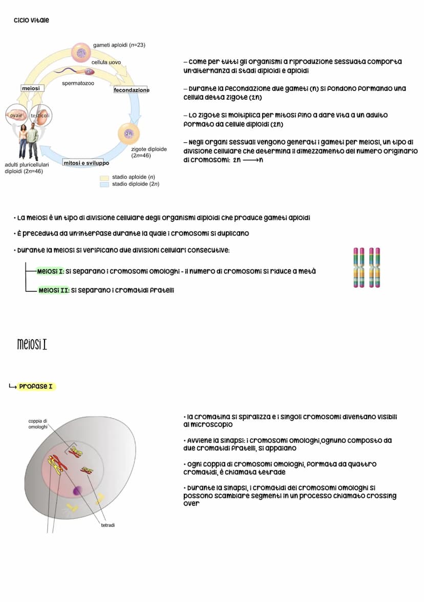 Gli organismi si riproducono secondo due modalità:
1. Riproduzione asessuata
Divisione CELLULARE
• Si riproducono senza ricorrere a cellule 