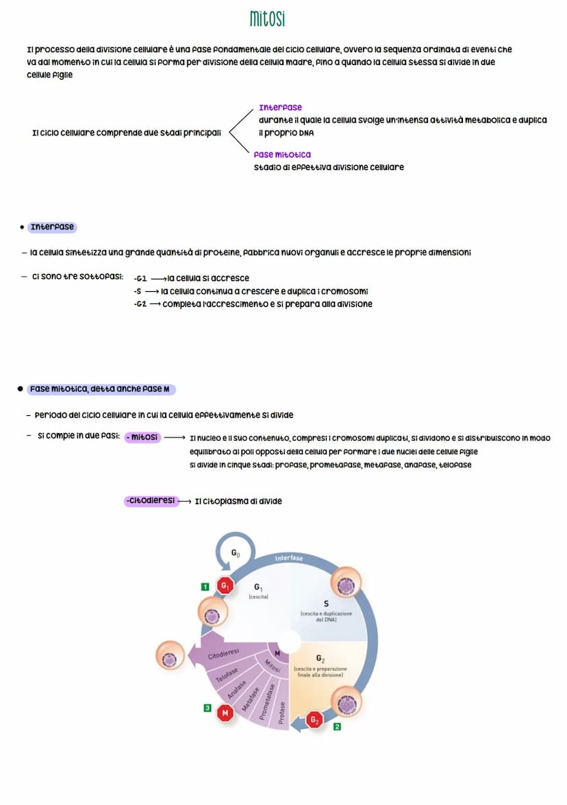 Gli organismi si riproducono secondo due modalità:
1. Riproduzione asessuata
Divisione CELLULARE
• Si riproducono senza ricorrere a cellule 