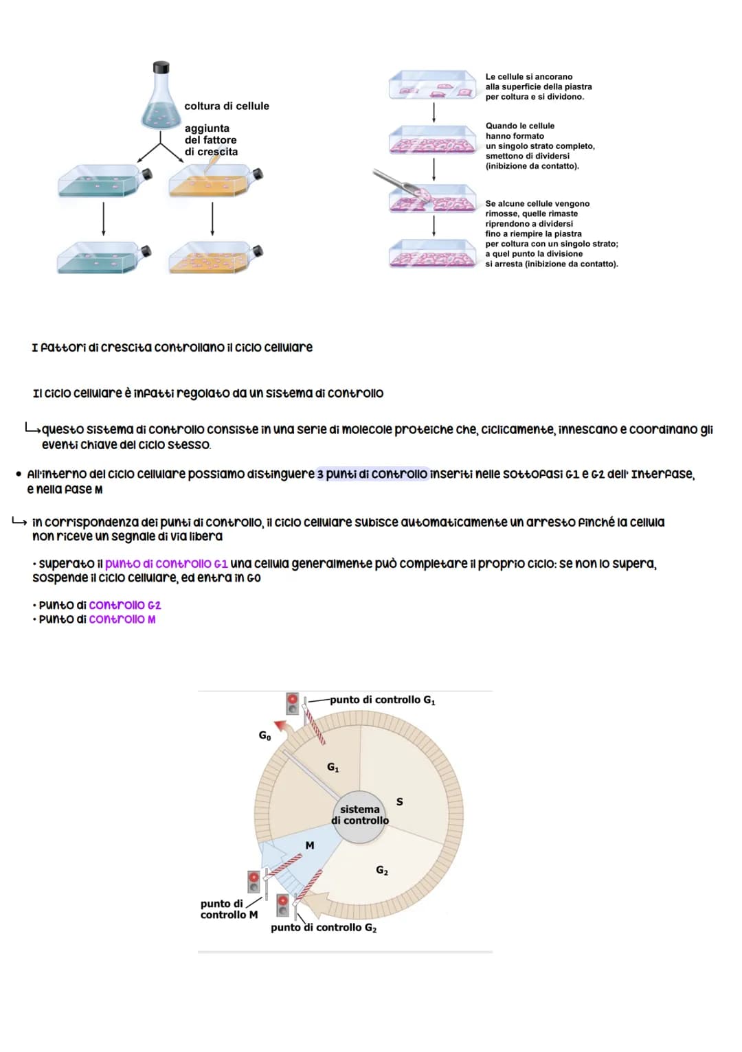 Gli organismi si riproducono secondo due modalità:
1. Riproduzione asessuata
Divisione CELLULARE
• Si riproducono senza ricorrere a cellule 