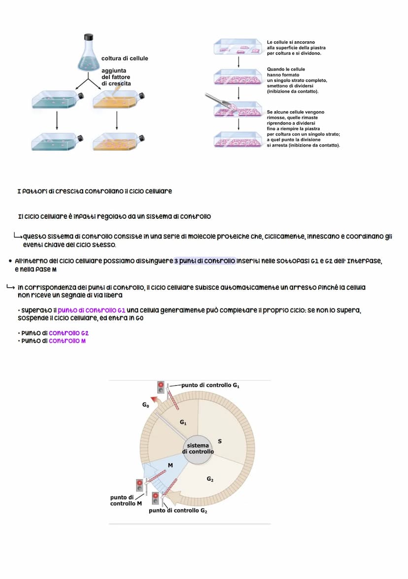 Gli organismi si riproducono secondo due modalità:
1. Riproduzione asessuata
Divisione CELLULARE
• Si riproducono senza ricorrere a cellule 