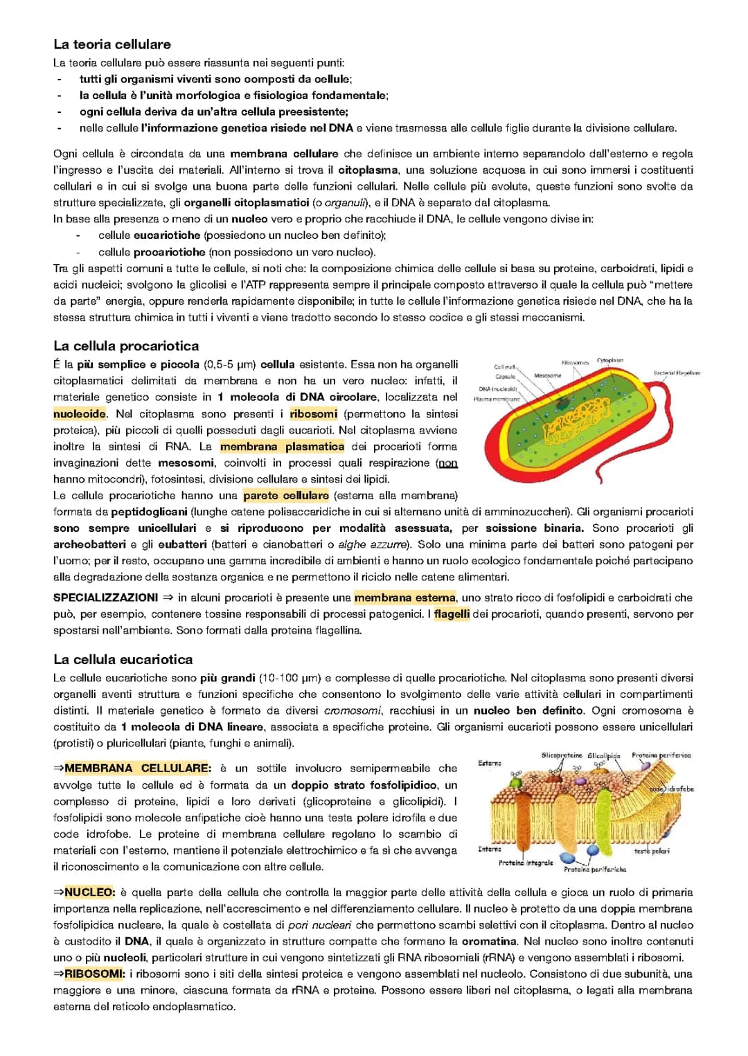 Scopri la Teoria Cellulare: PDF e Riassunti per Scuola Media