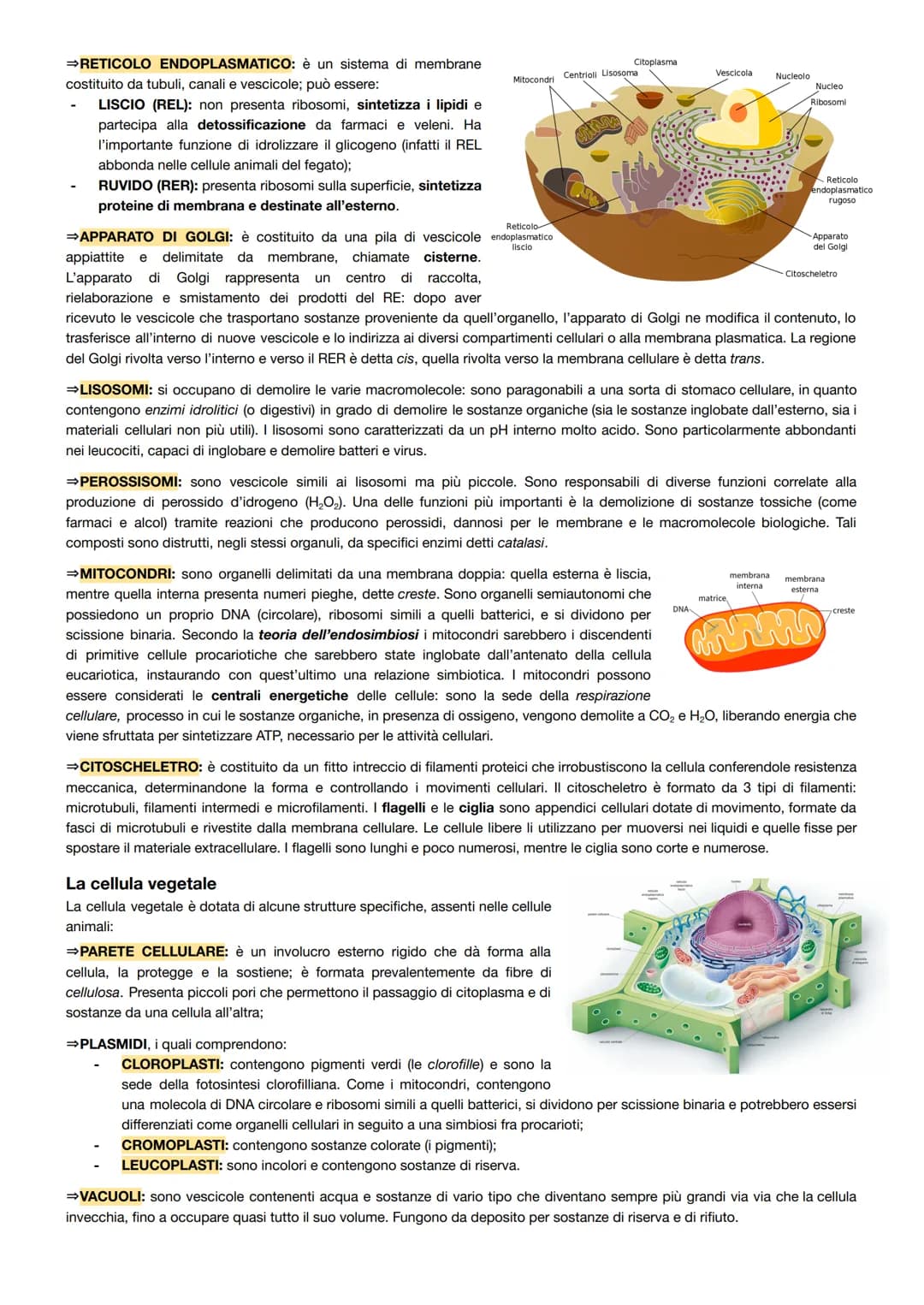 La teoria cellulare
La teoria cellulare può essere riassunta nei seguenti punti:
tutti gli organismi viventi sono composti da cellule;
la ce