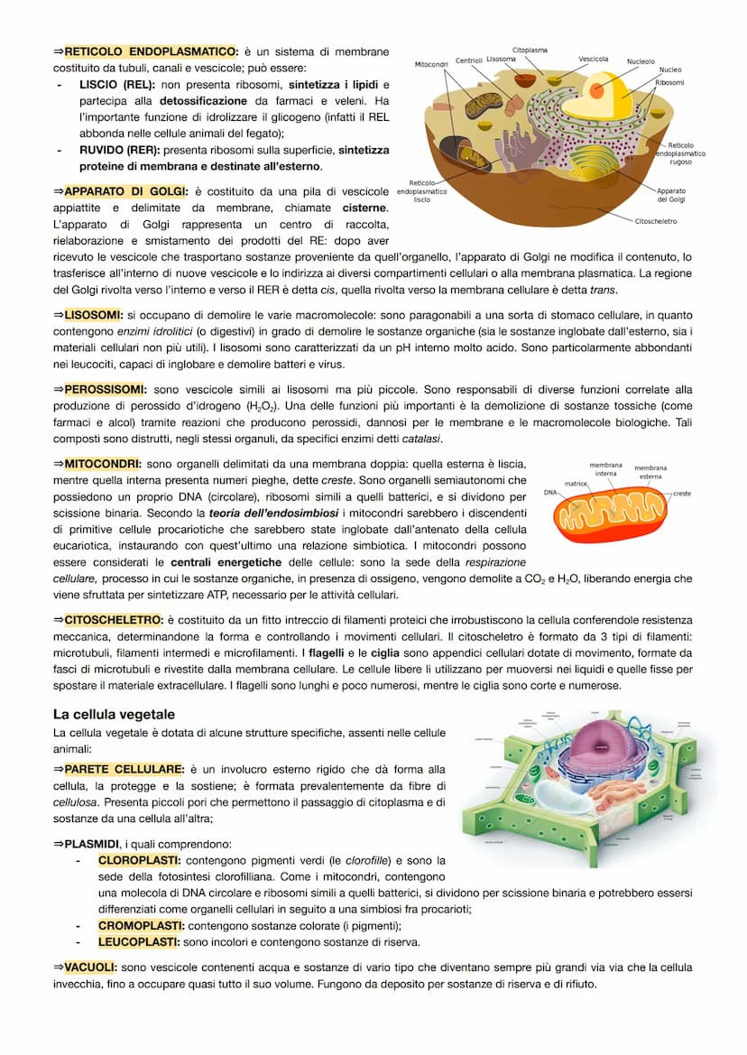 La teoria cellulare
La teoria cellulare può essere riassunta nei seguenti punti:
tutti gli organismi viventi sono composti da cellule;
la ce