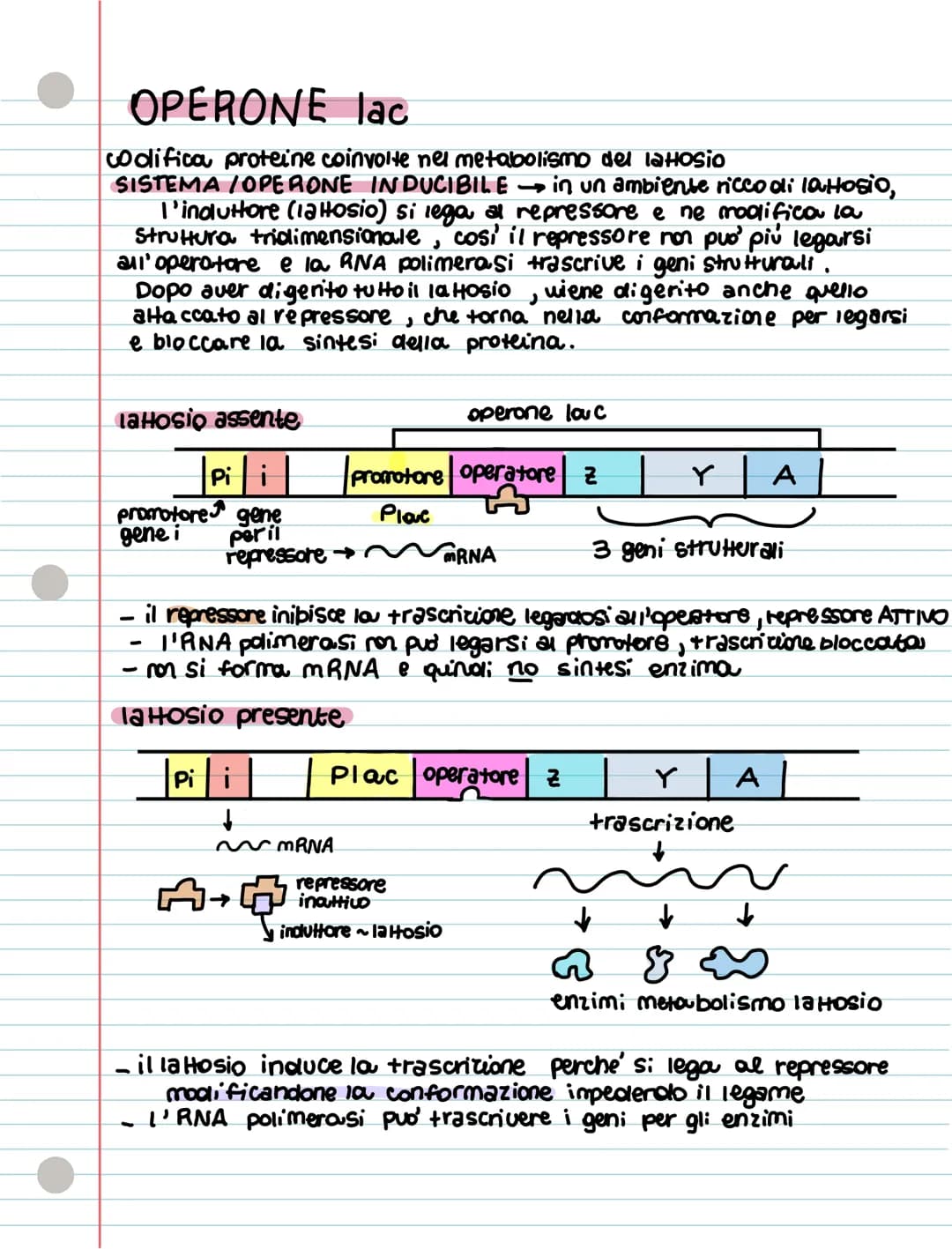 REGOLAZIONE ESPRESSIONE GENICA p. 84
• IL GENOMA PROCARIOTE
- sono molto piccoli uita breve
-Sono compatti
J
hamno plasmidi, molecole circol