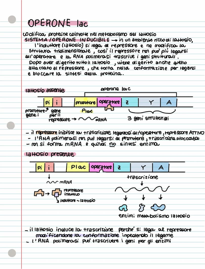 REGOLAZIONE ESPRESSIONE GENICA p. 84
• IL GENOMA PROCARIOTE
- sono molto piccoli uita breve
-Sono compatti
J
hamno plasmidi, molecole circol