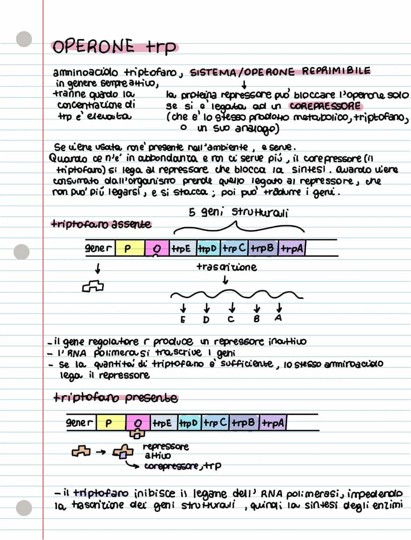 REGOLAZIONE ESPRESSIONE GENICA p. 84
• IL GENOMA PROCARIOTE
- sono molto piccoli uita breve
-Sono compatti
J
hamno plasmidi, molecole circol