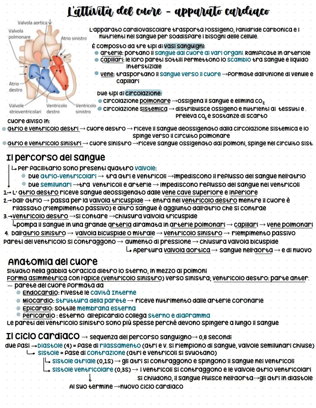 Valvola aortica
Valvola
polmonare
Atrio
destro
Valvole
atrioventricolari destro
L'attività del cuore - apparato cardiaco
Atrio sinistro
Vent