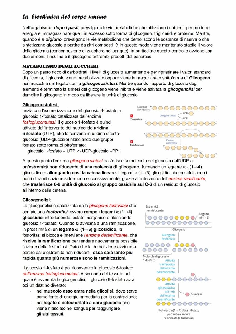 Il metabolismo
il metabolismo energetico è un'insieme di reazioni che avvengono in maniera controllata, queste
reazioni hanno tre funzioni:

