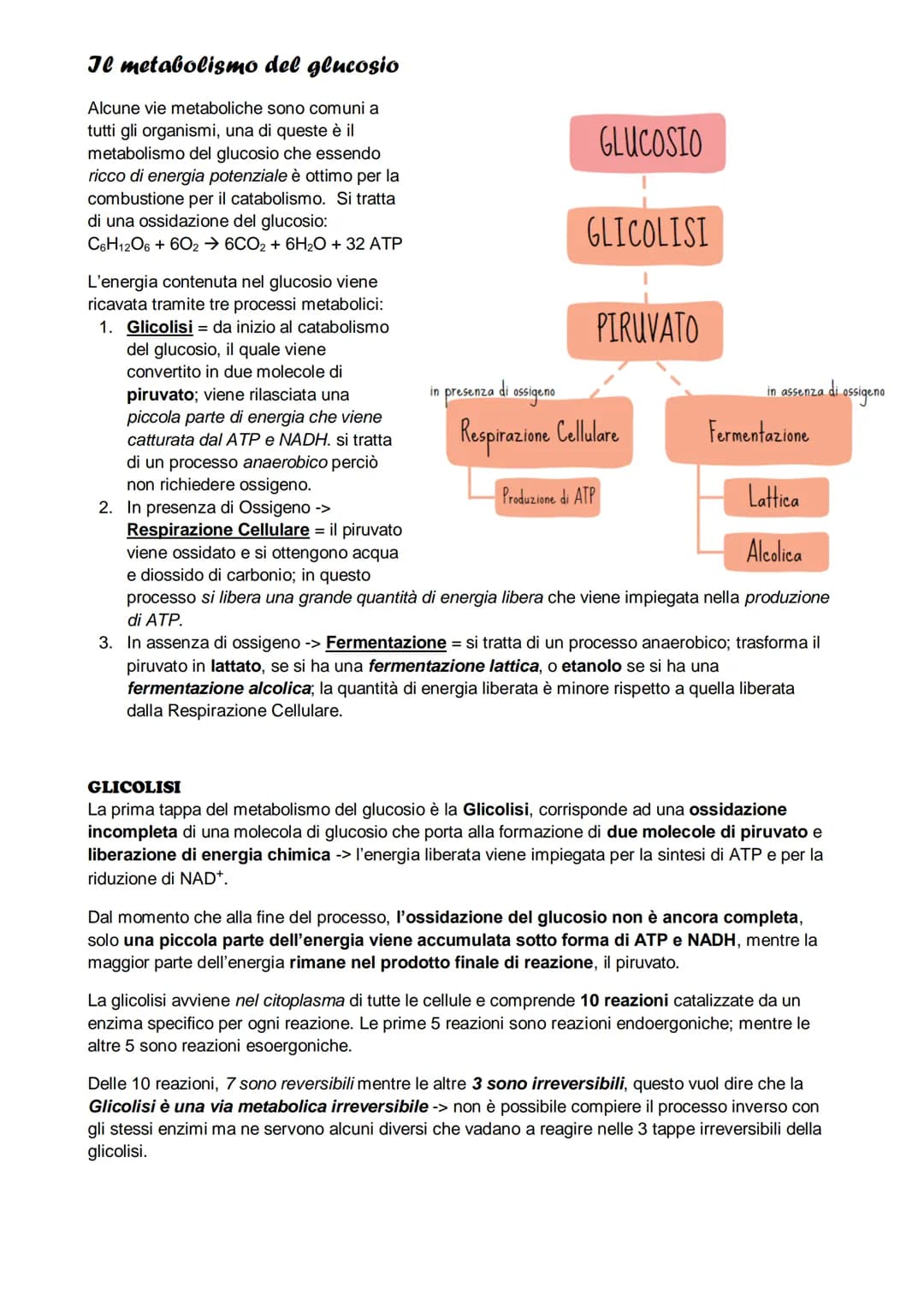 Il metabolismo
il metabolismo energetico è un'insieme di reazioni che avvengono in maniera controllata, queste
reazioni hanno tre funzioni:
