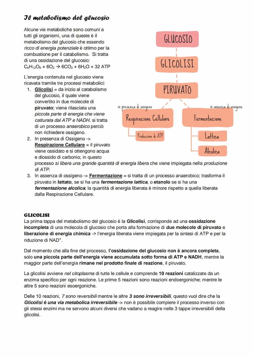 Il metabolismo
il metabolismo energetico è un'insieme di reazioni che avvengono in maniera controllata, queste
reazioni hanno tre funzioni:
