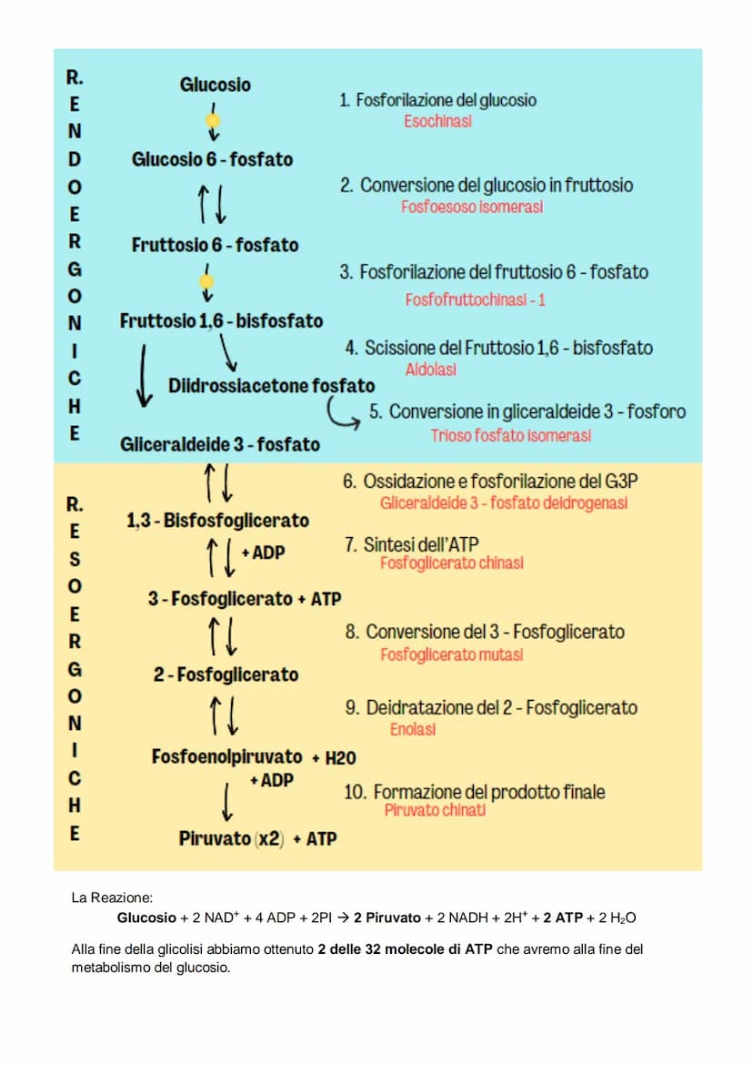 Il metabolismo
il metabolismo energetico è un'insieme di reazioni che avvengono in maniera controllata, queste
reazioni hanno tre funzioni:
