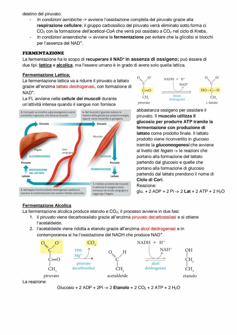 Il metabolismo
il metabolismo energetico è un'insieme di reazioni che avvengono in maniera controllata, queste
reazioni hanno tre funzioni:
