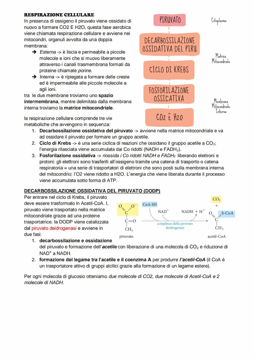 Il metabolismo
il metabolismo energetico è un'insieme di reazioni che avvengono in maniera controllata, queste
reazioni hanno tre funzioni:
