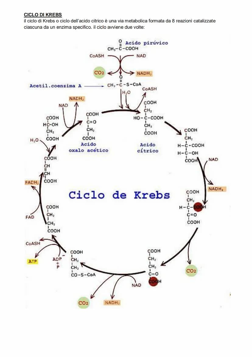 Il metabolismo
il metabolismo energetico è un'insieme di reazioni che avvengono in maniera controllata, queste
reazioni hanno tre funzioni:
