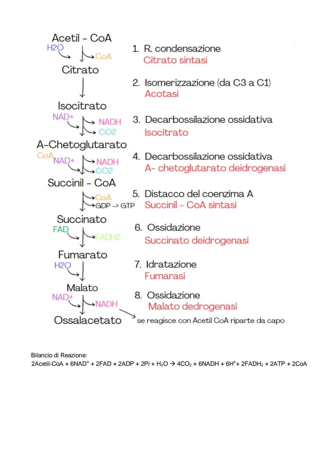 Il metabolismo
il metabolismo energetico è un'insieme di reazioni che avvengono in maniera controllata, queste
reazioni hanno tre funzioni:
