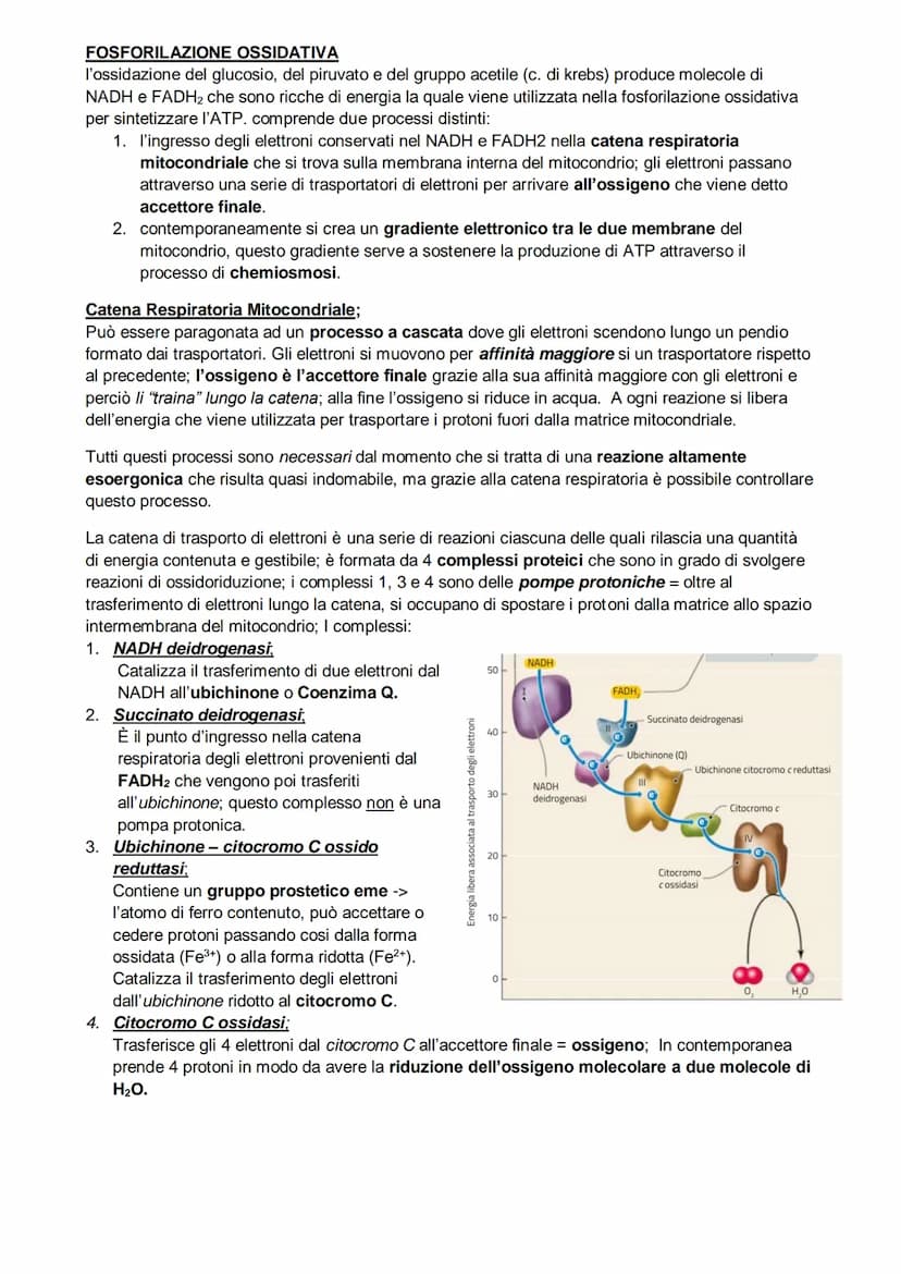 Il metabolismo
il metabolismo energetico è un'insieme di reazioni che avvengono in maniera controllata, queste
reazioni hanno tre funzioni:
