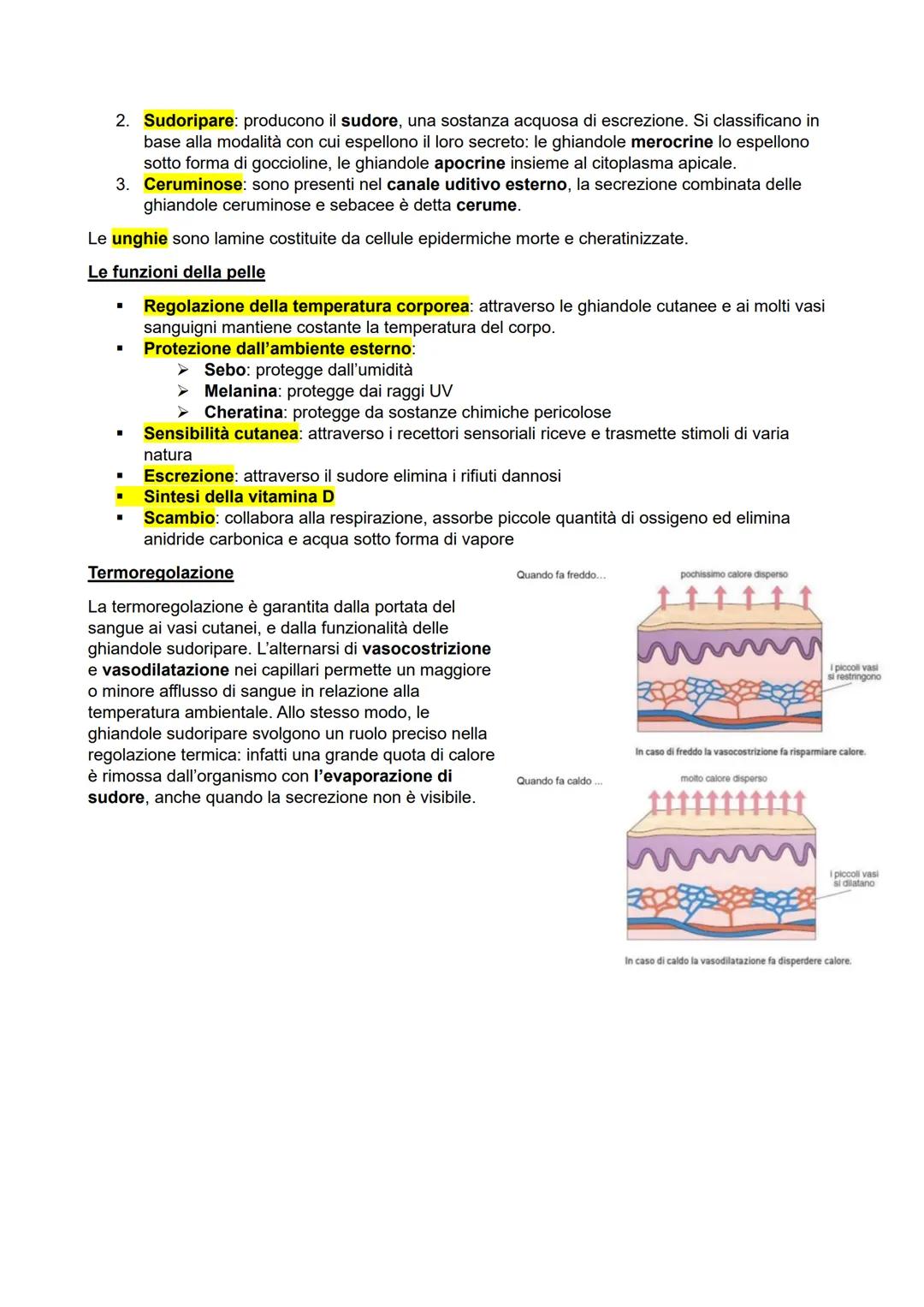 APPARATO TEGUMENTARIO
L'apparato tegumentario viene anche detto di rivestimento e protegge il nostro corpo e permette gli
scambi con l'ester