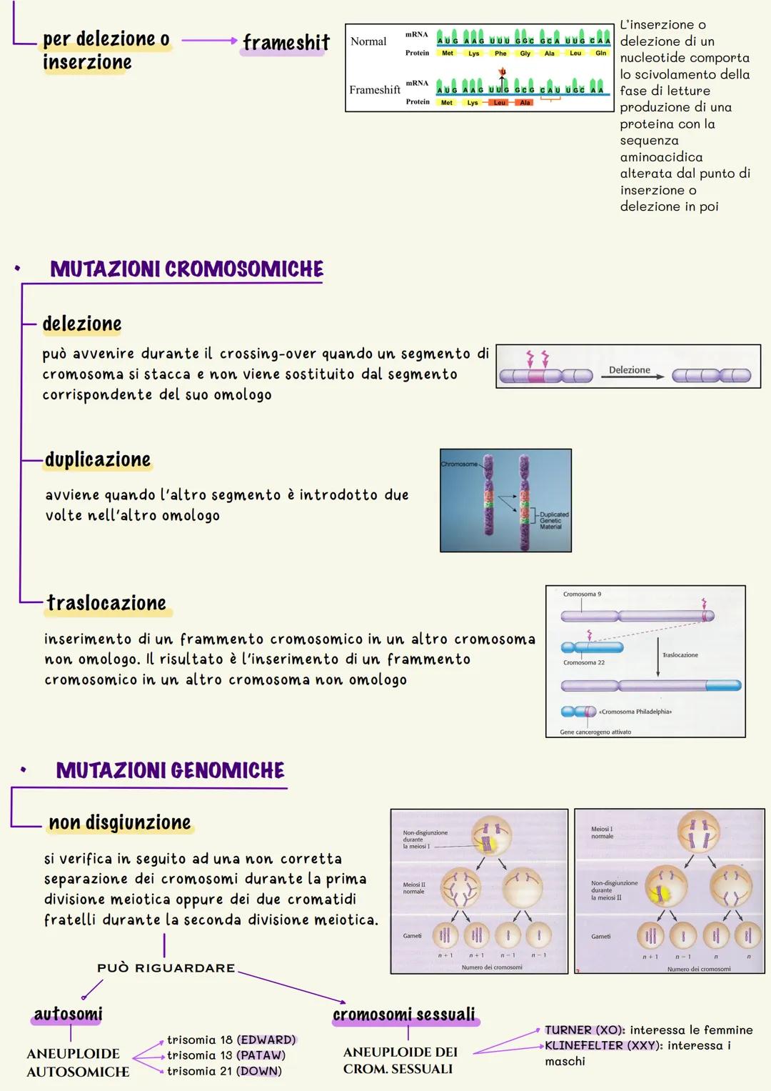 LE MUTAZIONI
le mutazioni sono dei cambiamenti improvvisi del patrimonio ereditario.
In qualsiasi cellula che va incontro al proprio ciclo c