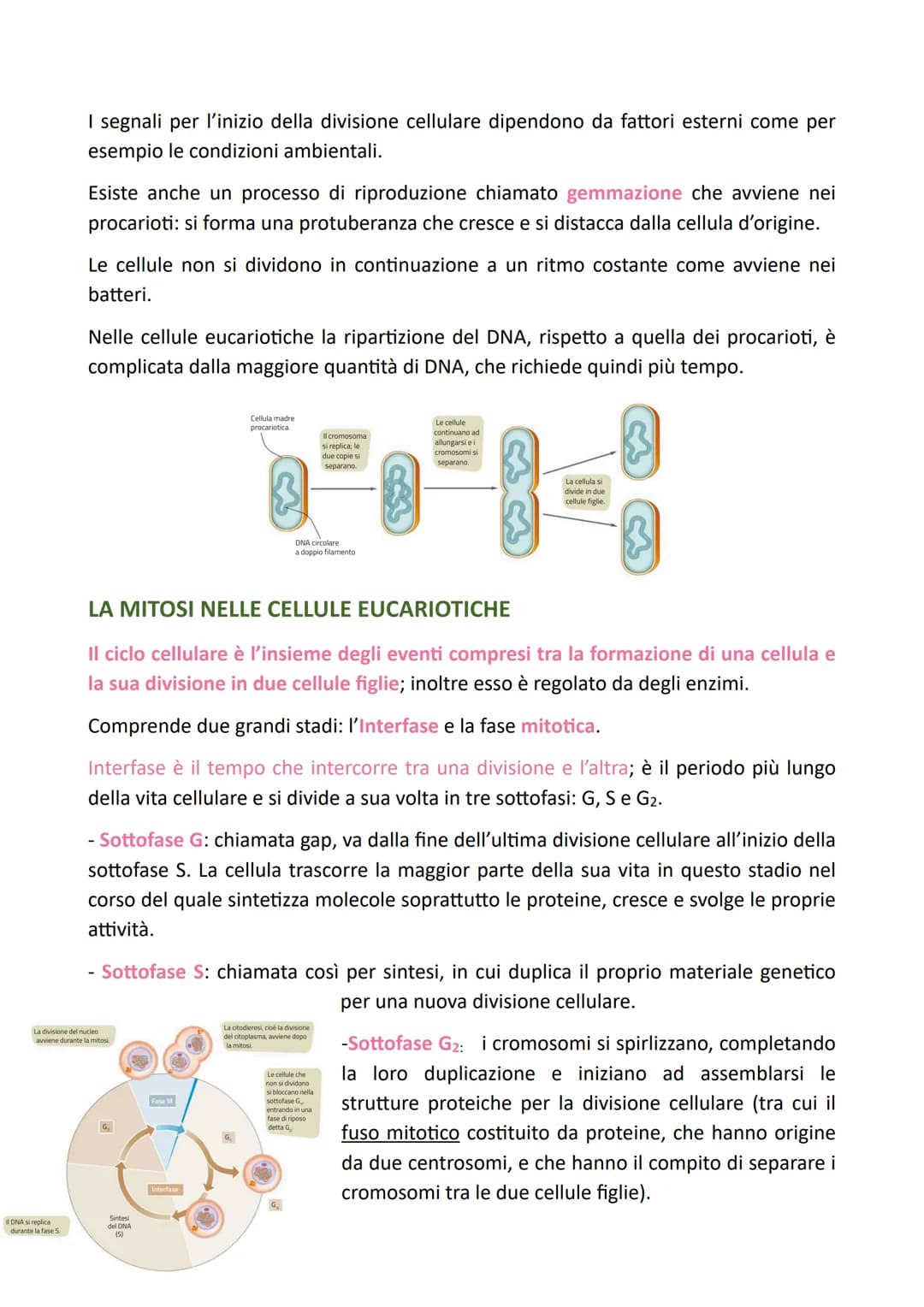 LA DIVISIONE CELLULARE
Il processo grazie al quale una cellula si divide dando origine a due cellule figlie
identiche alla cellula madre è c
