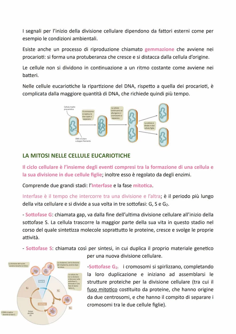 LA DIVISIONE CELLULARE
Il processo grazie al quale una cellula si divide dando origine a due cellule figlie
identiche alla cellula madre è c