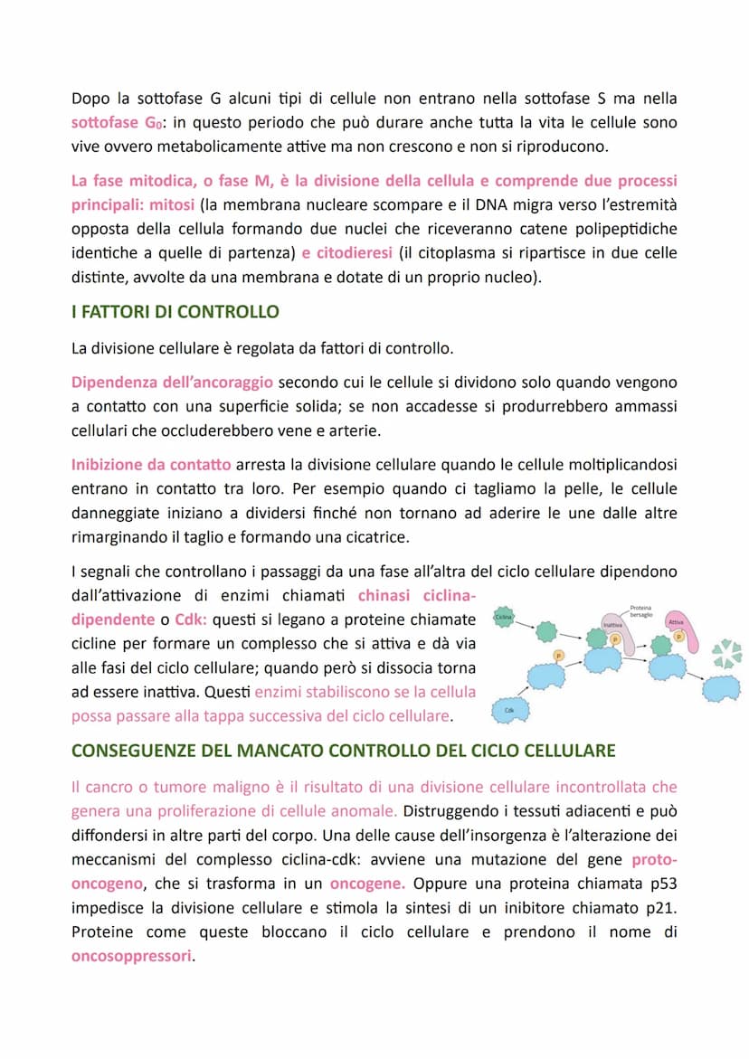 LA DIVISIONE CELLULARE
Il processo grazie al quale una cellula si divide dando origine a due cellule figlie
identiche alla cellula madre è c