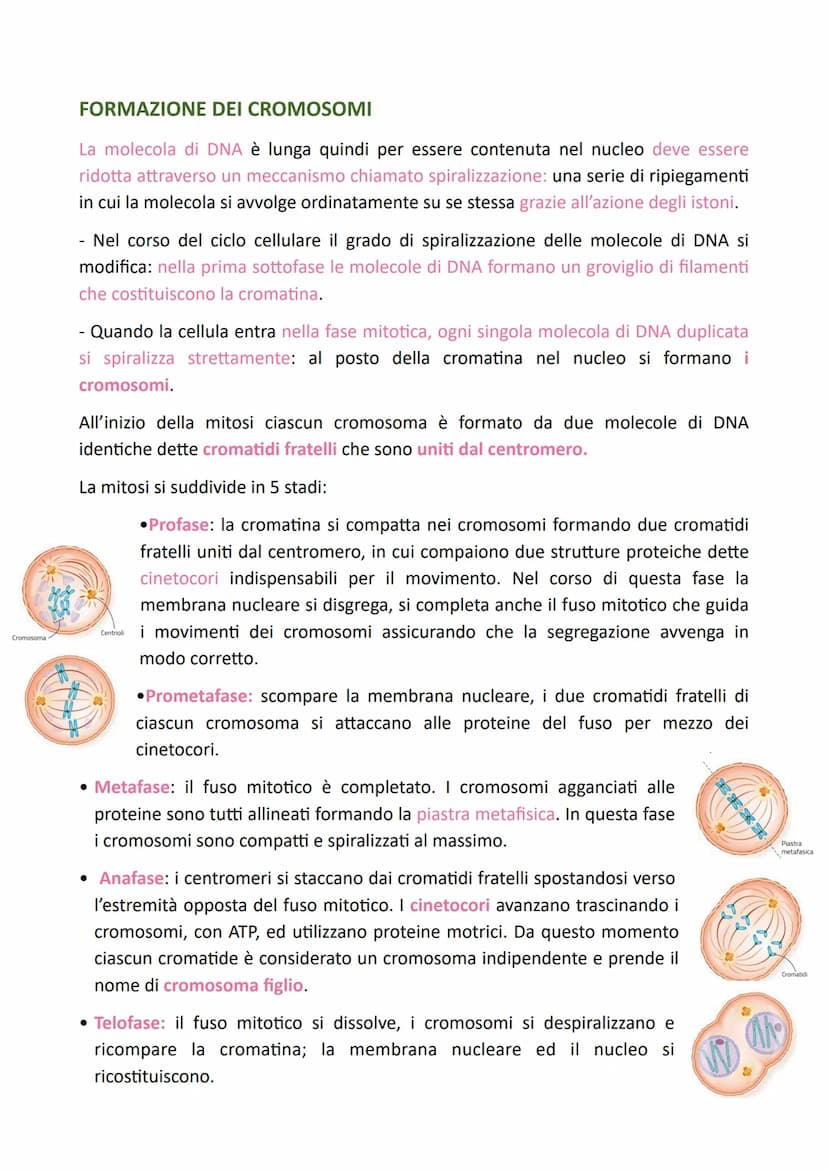 LA DIVISIONE CELLULARE
Il processo grazie al quale una cellula si divide dando origine a due cellule figlie
identiche alla cellula madre è c