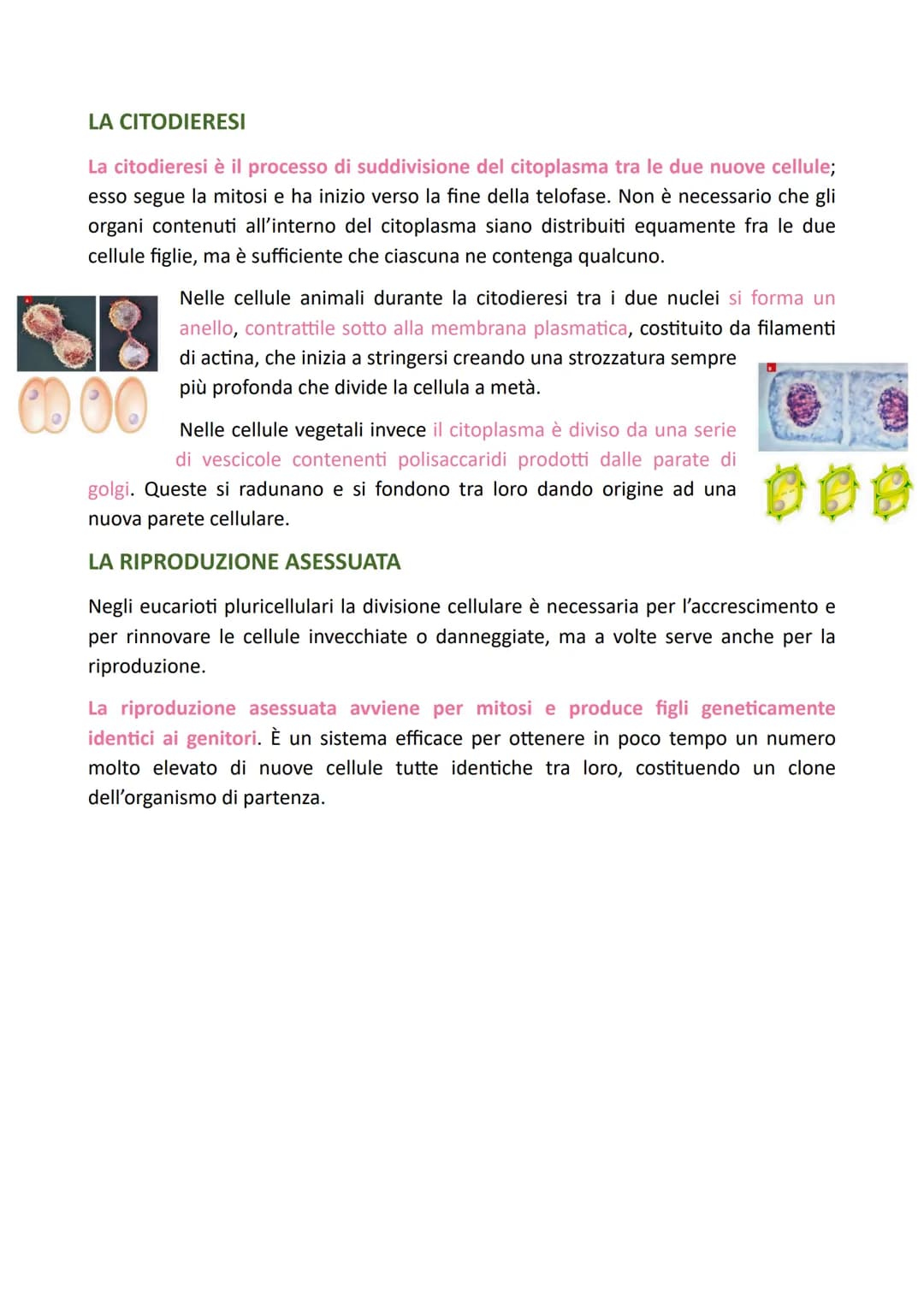 LA DIVISIONE CELLULARE
Il processo grazie al quale una cellula si divide dando origine a due cellule figlie
identiche alla cellula madre è c