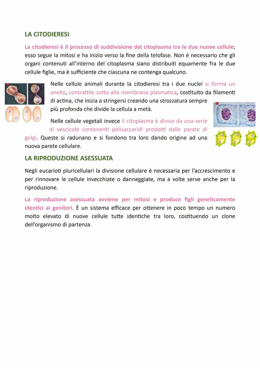 LA DIVISIONE CELLULARE
Il processo grazie al quale una cellula si divide dando origine a due cellule figlie
identiche alla cellula madre è c