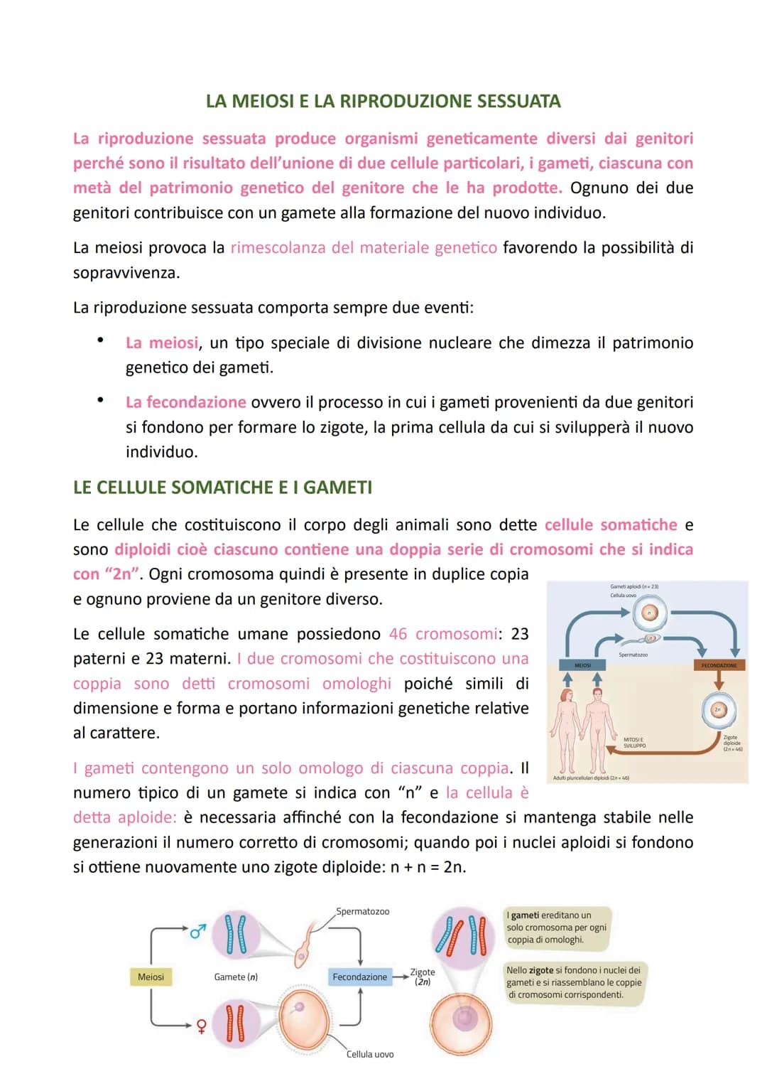 LA DIVISIONE CELLULARE
Il processo grazie al quale una cellula si divide dando origine a due cellule figlie
identiche alla cellula madre è c