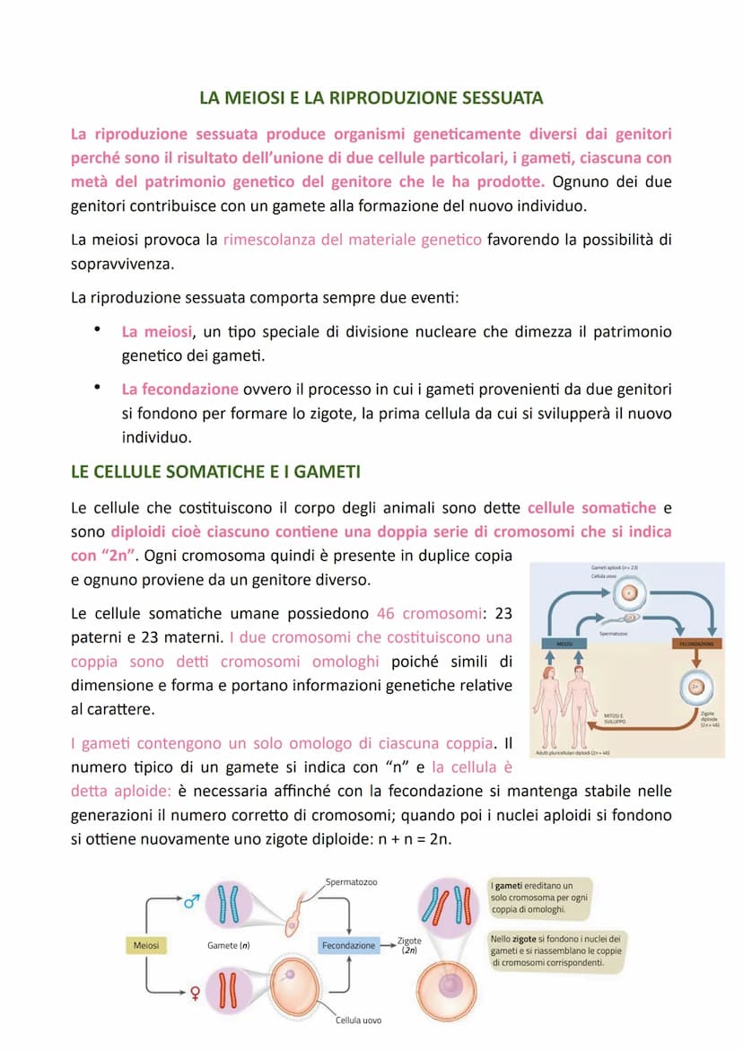 LA DIVISIONE CELLULARE
Il processo grazie al quale una cellula si divide dando origine a due cellule figlie
identiche alla cellula madre è c
