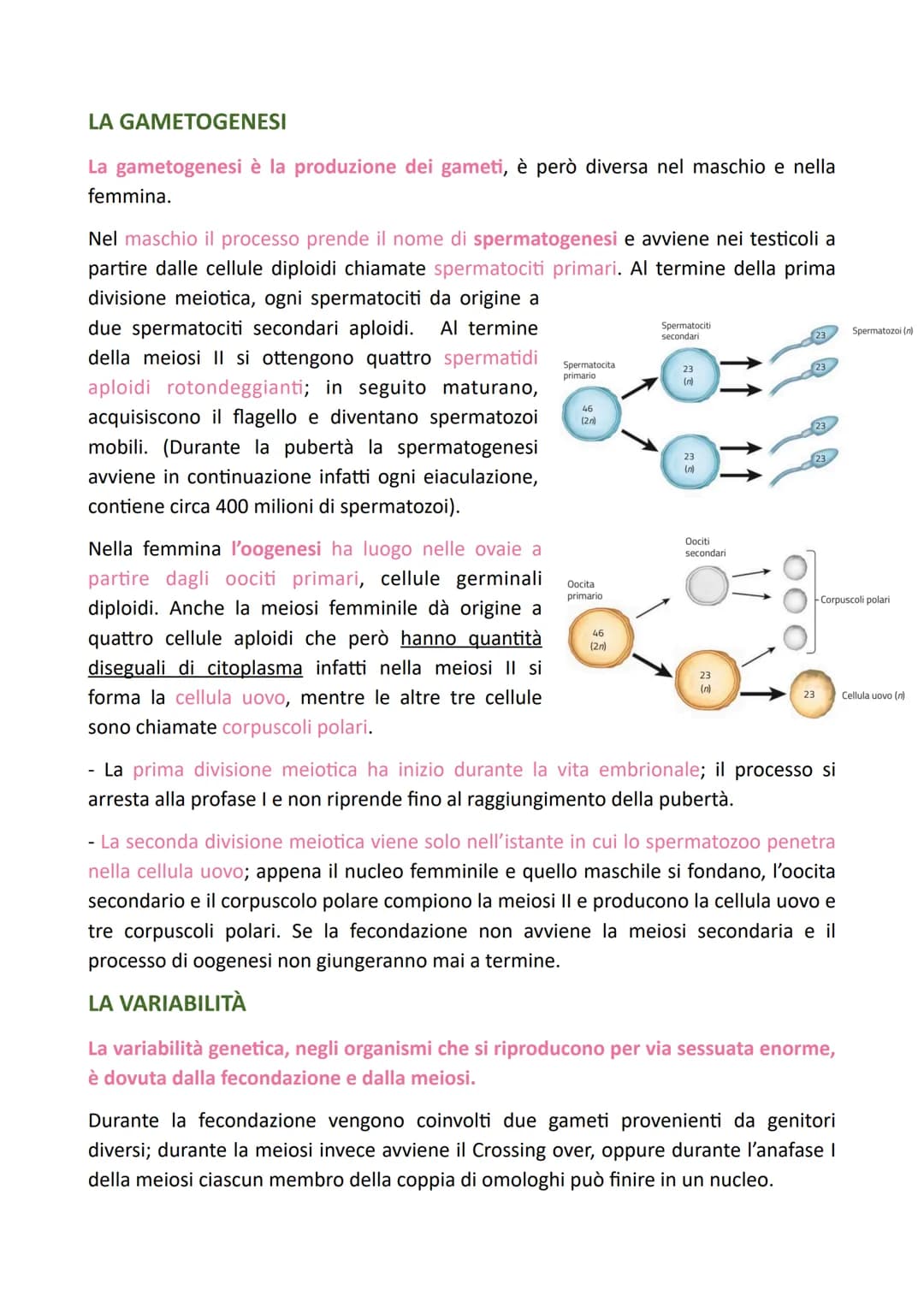 LA DIVISIONE CELLULARE
Il processo grazie al quale una cellula si divide dando origine a due cellule figlie
identiche alla cellula madre è c