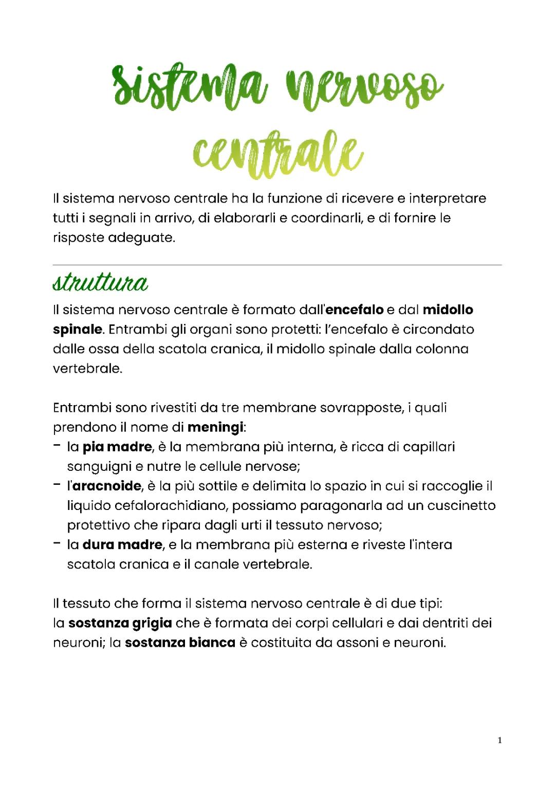 Sistema nervo centrale