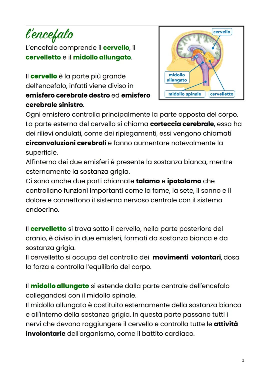 sistema nervoso
centrale
Il sistema nervoso centrale ha la funzione di ricevere e interpretare
tutti i segnali in arrivo, di elaborarli e co