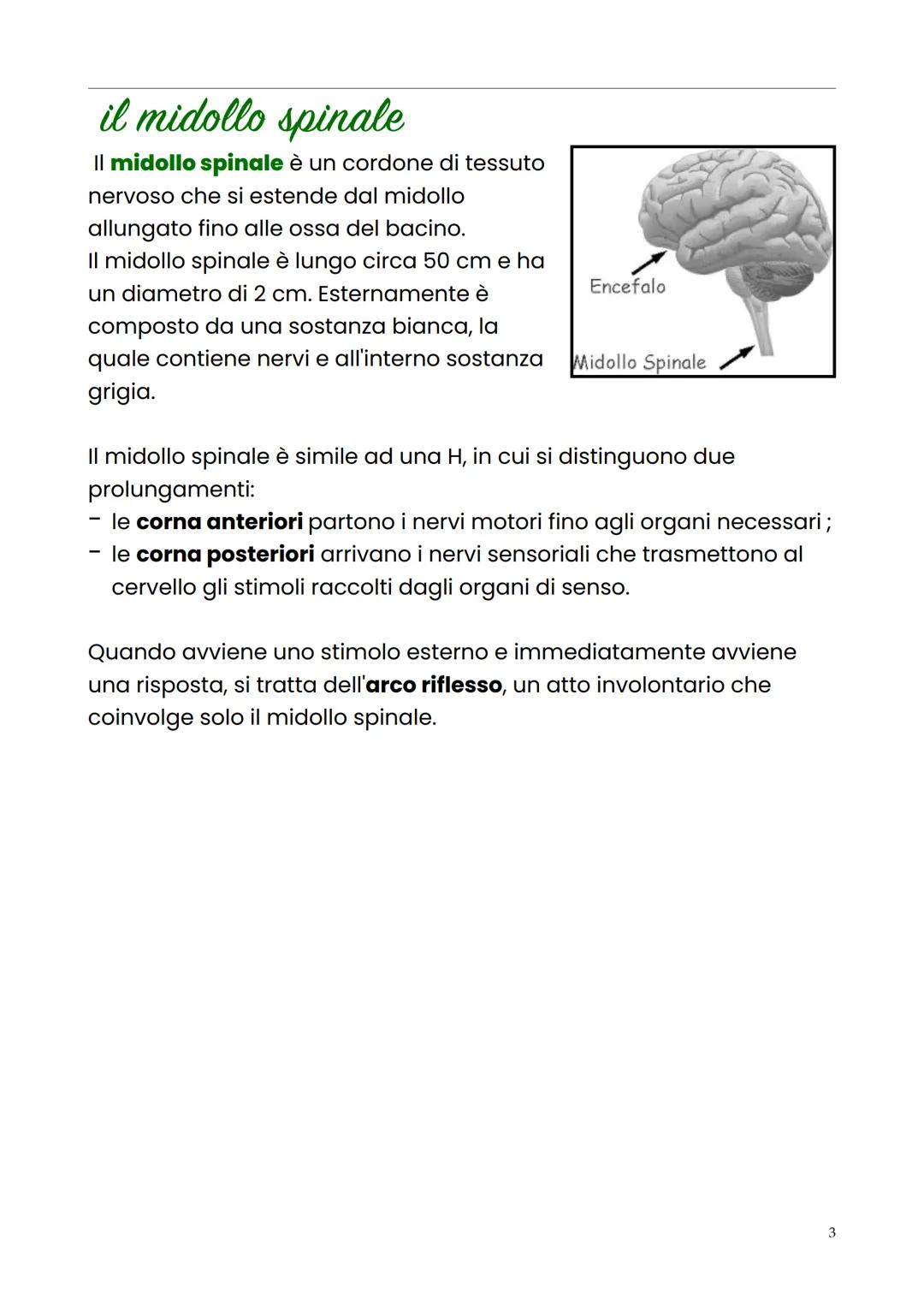sistema nervoso
centrale
Il sistema nervoso centrale ha la funzione di ricevere e interpretare
tutti i segnali in arrivo, di elaborarli e co