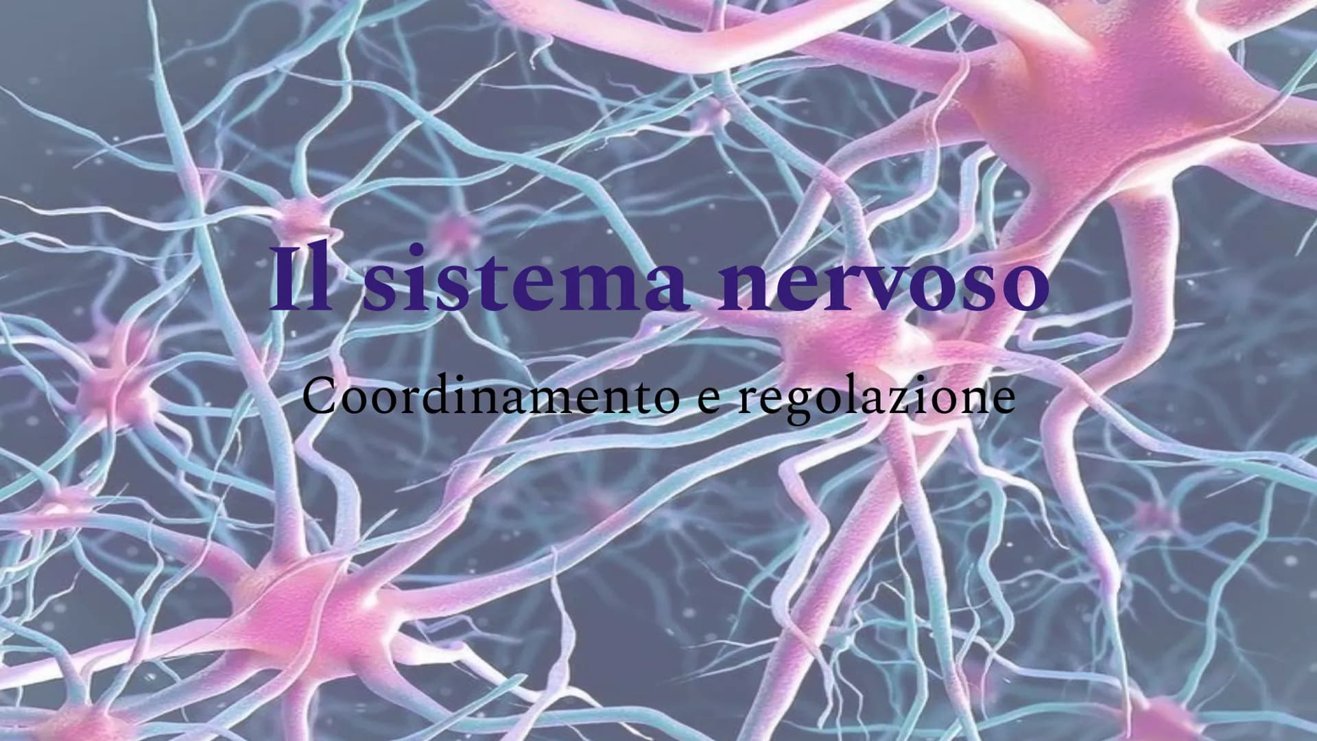 Il sistema
Coordinamento
nervoso
e regolazione Indice
●
●
Il sistema nervoso
Il sistema nervoso centrale
Il sistema nervoso periferico
Il ce