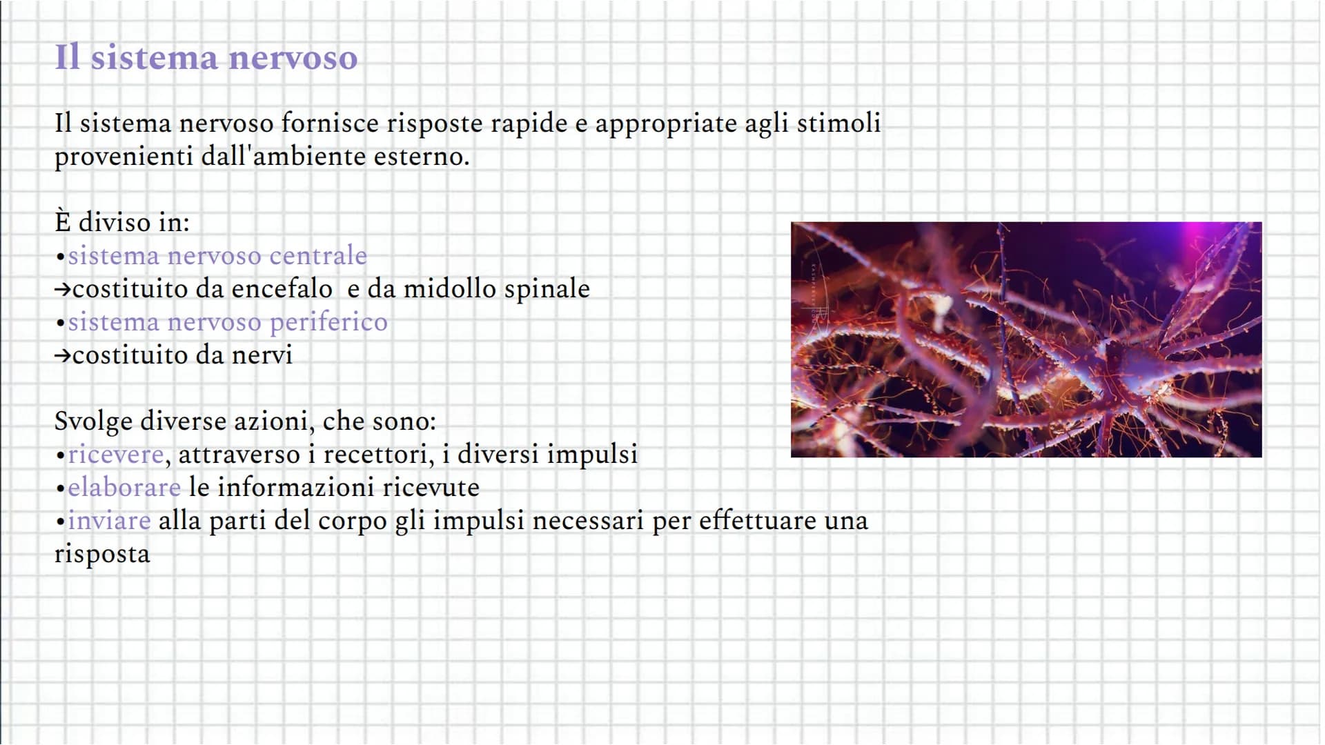 Il sistema
Coordinamento
nervoso
e regolazione Indice
●
●
Il sistema nervoso
Il sistema nervoso centrale
Il sistema nervoso periferico
Il ce