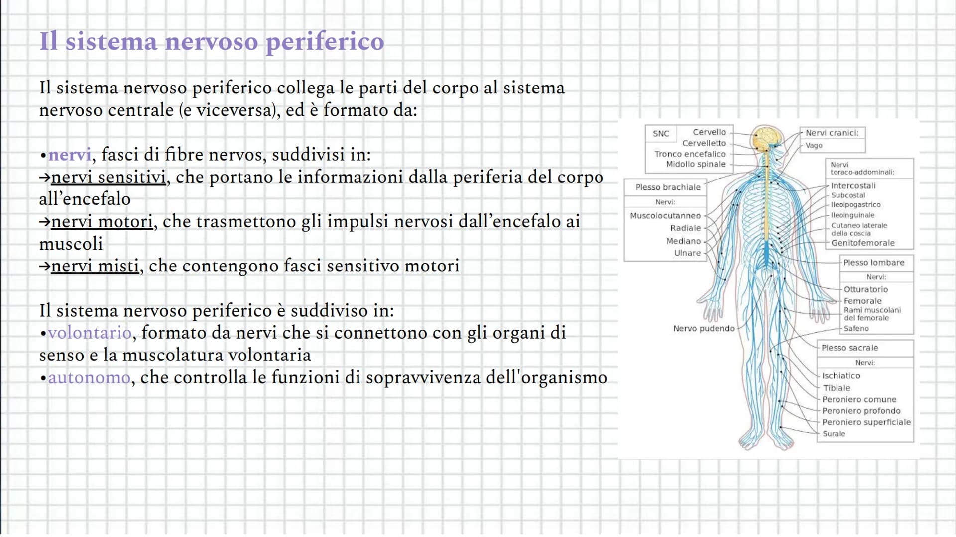 Il sistema
Coordinamento
nervoso
e regolazione Indice
●
●
Il sistema nervoso
Il sistema nervoso centrale
Il sistema nervoso periferico
Il ce