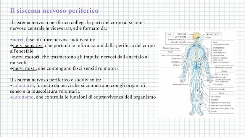 Il sistema
Coordinamento
nervoso
e regolazione Indice
●
●
Il sistema nervoso
Il sistema nervoso centrale
Il sistema nervoso periferico
Il ce