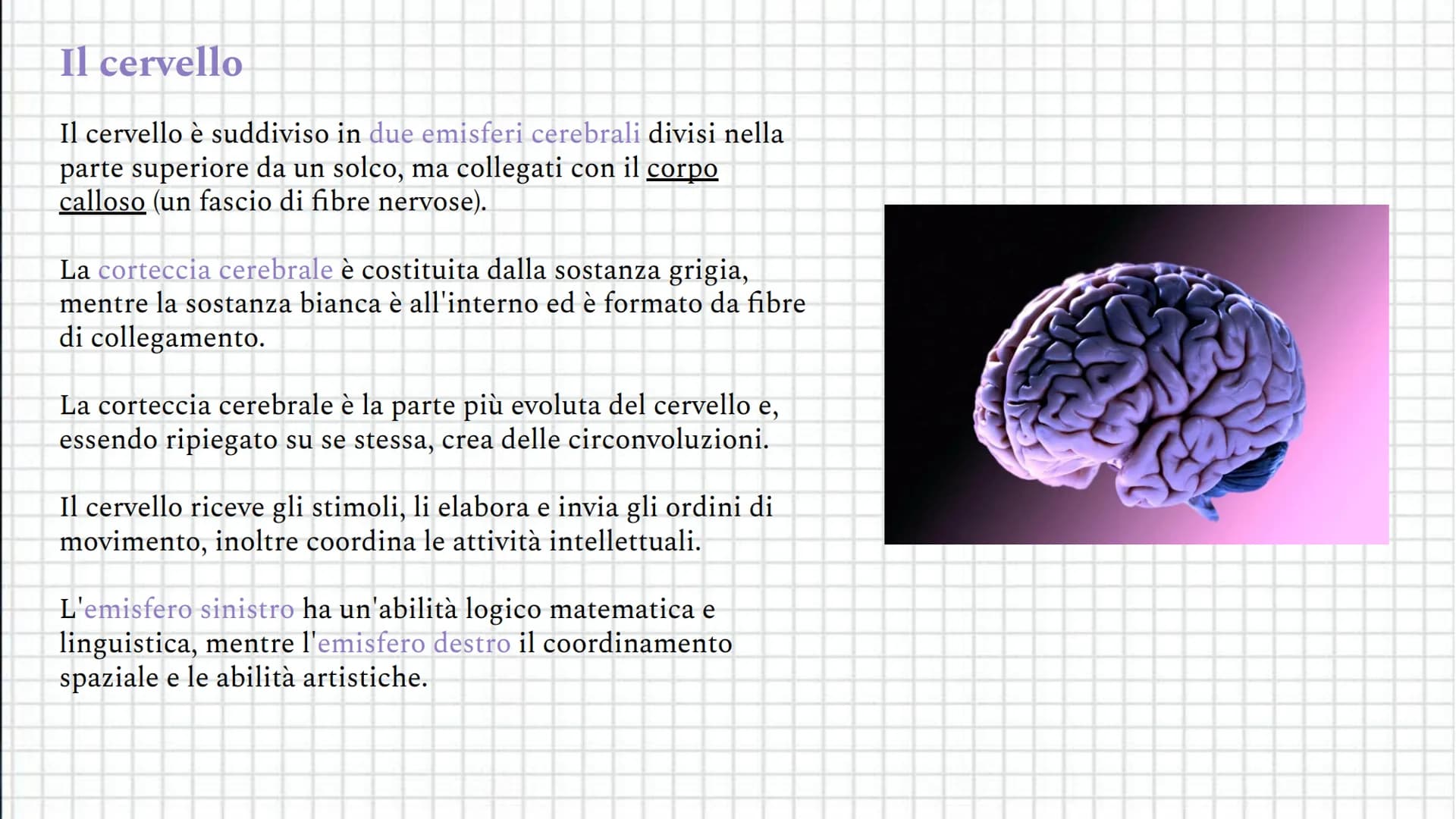 Il sistema
Coordinamento
nervoso
e regolazione Indice
●
●
Il sistema nervoso
Il sistema nervoso centrale
Il sistema nervoso periferico
Il ce