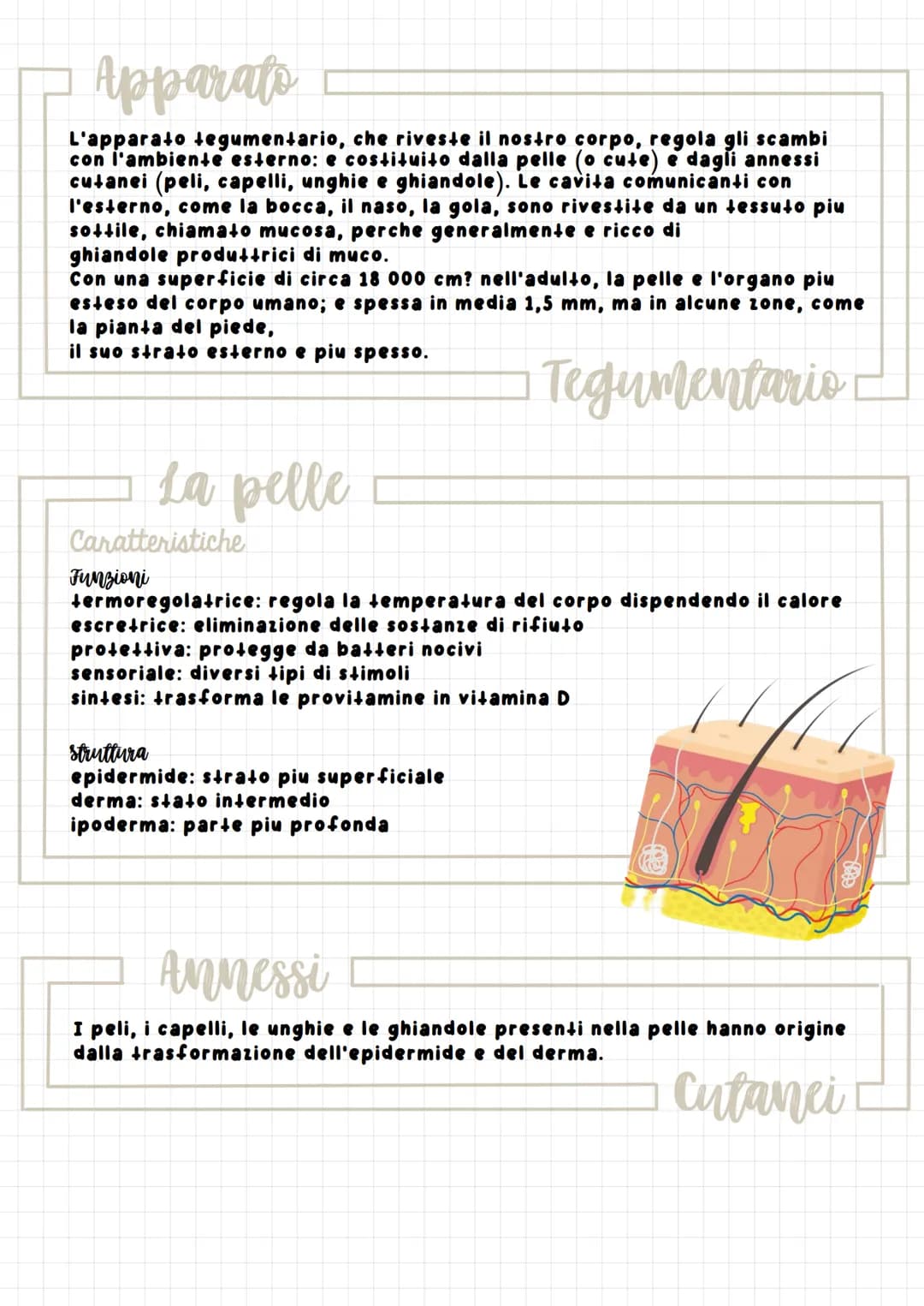 р
Apparats
L'apparato tegumentario, che riveste il nostro corpo, regola gli scambi
con l'ambiente esterno: e costituito dalla pelle (o cute)