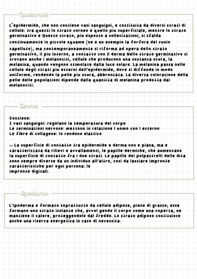 р
Apparats
L'apparato tegumentario, che riveste il nostro corpo, regola gli scambi
con l'ambiente esterno: e costituito dalla pelle (o cute)