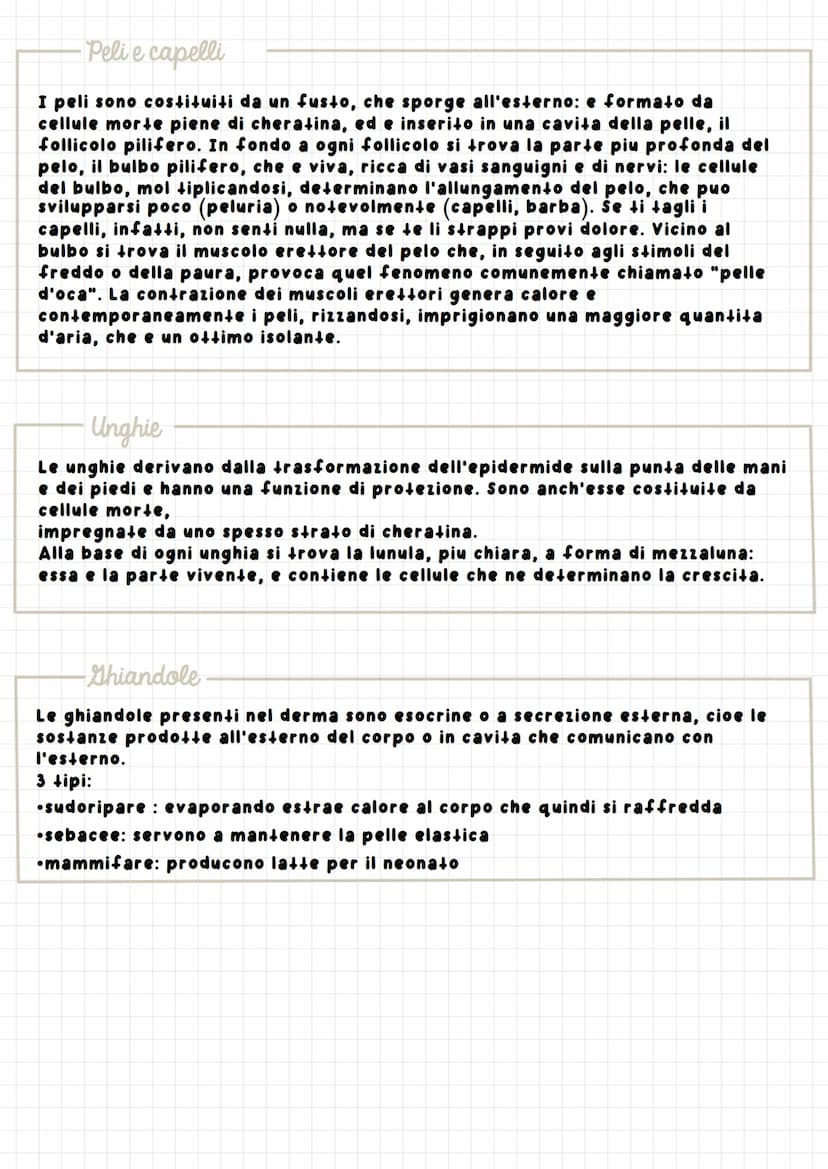 р
Apparats
L'apparato tegumentario, che riveste il nostro corpo, regola gli scambi
con l'ambiente esterno: e costituito dalla pelle (o cute)