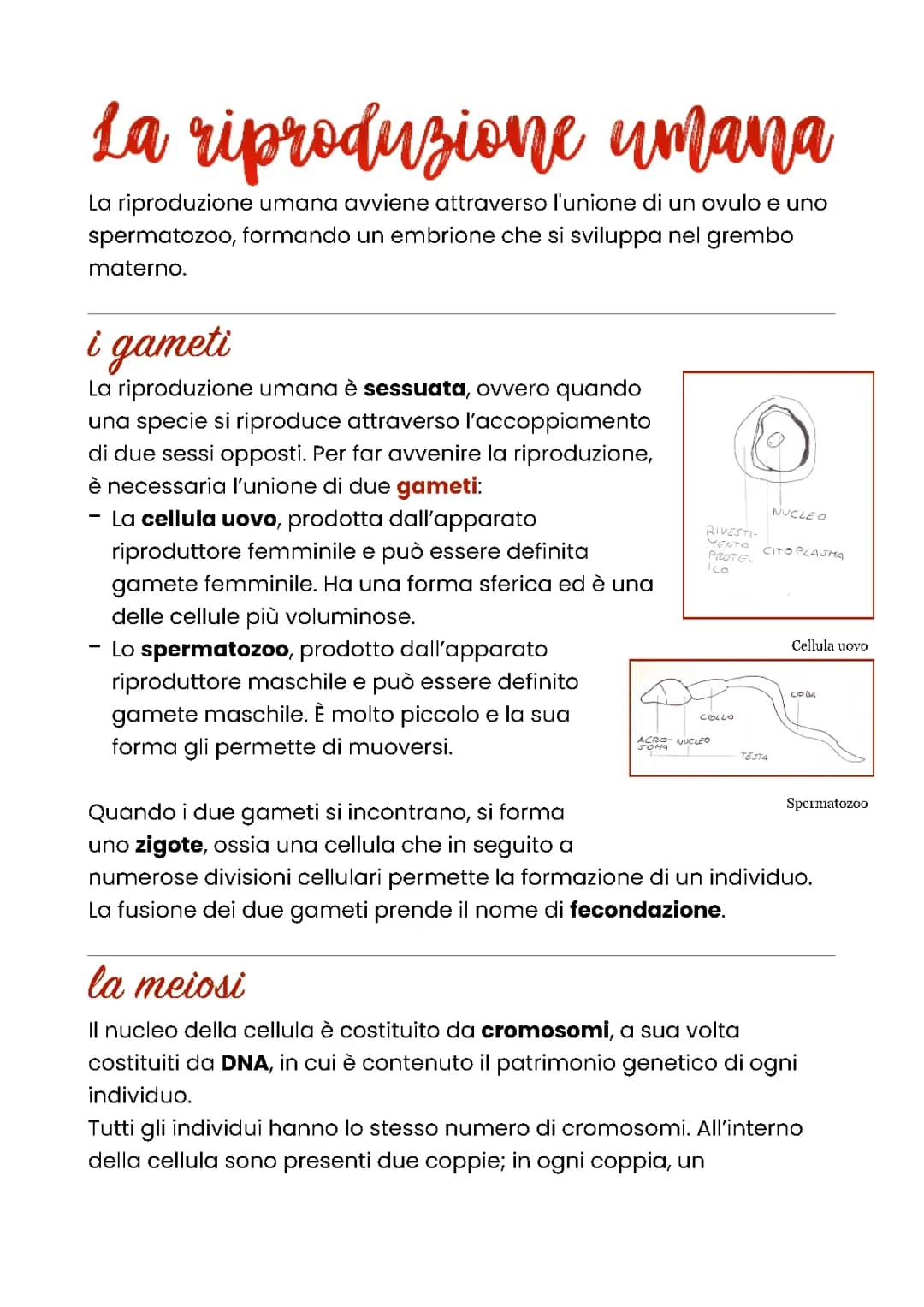 Riproduzione umana