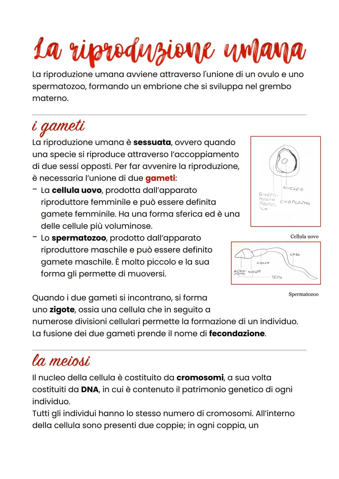 La riproduzione umana
La riproduzione umana avviene attraverso l'unione di un ovulo e uno
spermatozoo, formando un embrione che si sviluppa 