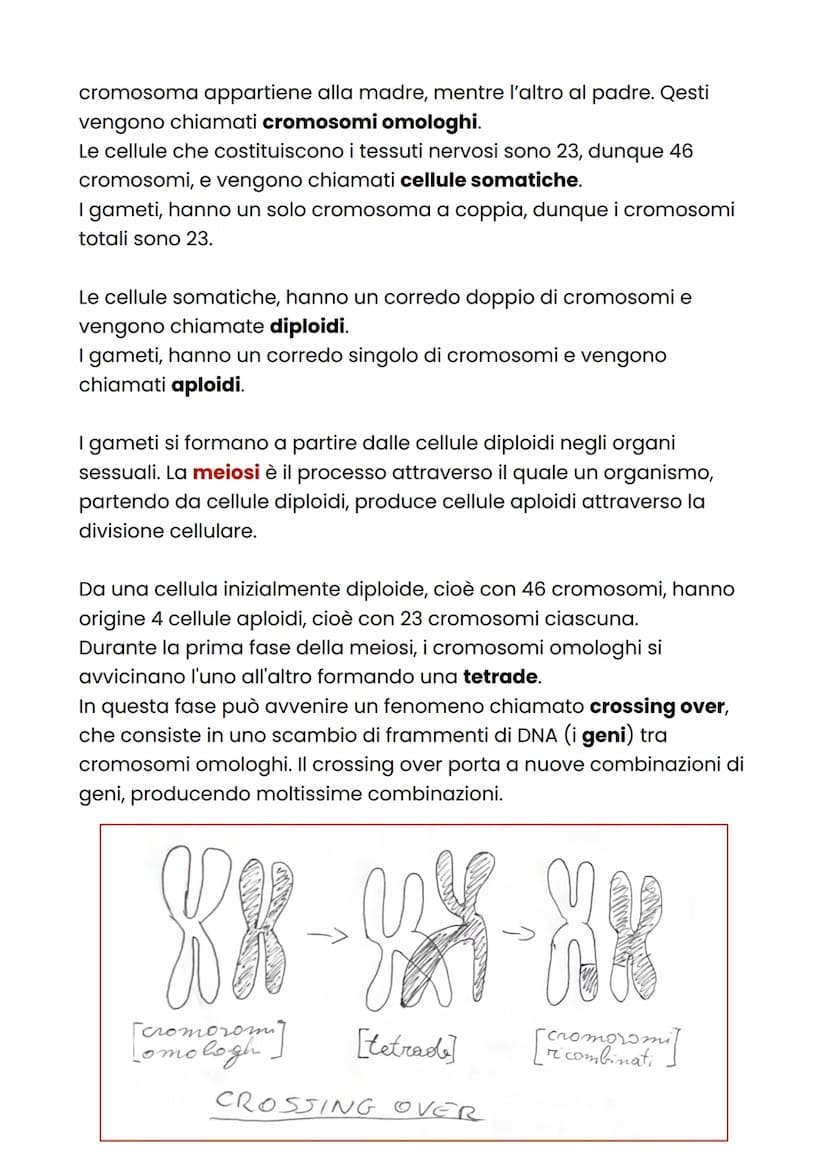 La riproduzione umana
La riproduzione umana avviene attraverso l'unione di un ovulo e uno
spermatozoo, formando un embrione che si sviluppa 