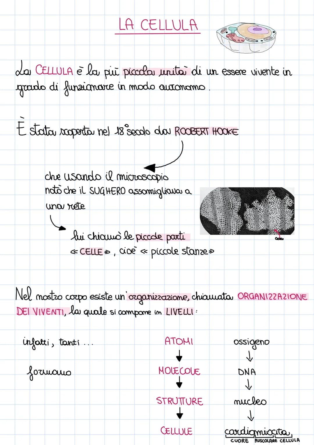 La CELLULA è la più piccola unita di un essere vivente in
grado di funzionare in modo autonomo
È stata scoperta nel 18° secolo dou ROOBERT H