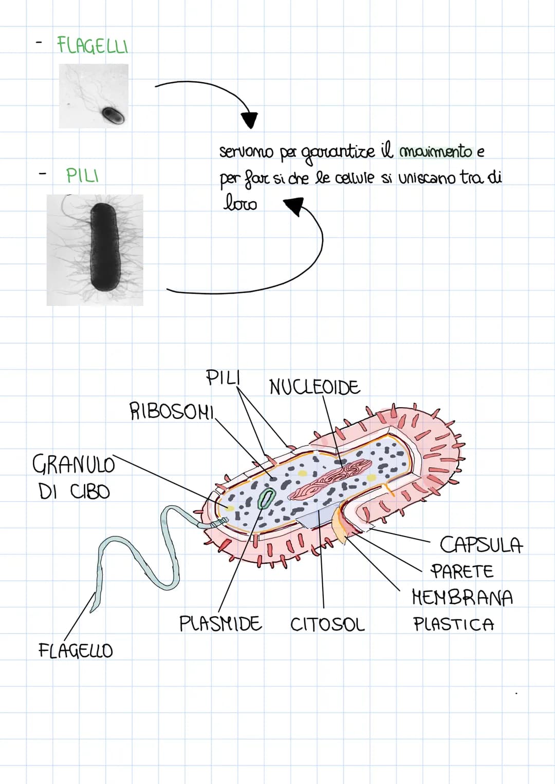 La CELLULA è la più piccola unita di un essere vivente in
grado di funzionare in modo autonomo
È stata scoperta nel 18° secolo dou ROOBERT H