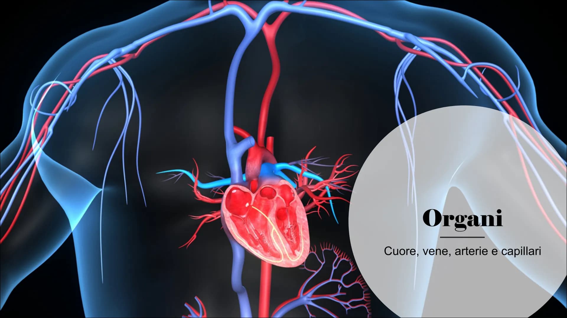 L'Apparato
Cardiocircolatorio Organi
Cuore, vene, arterie e capillari Cuore
Il cuore è un muscolo involontario che si trova all'interno
del 