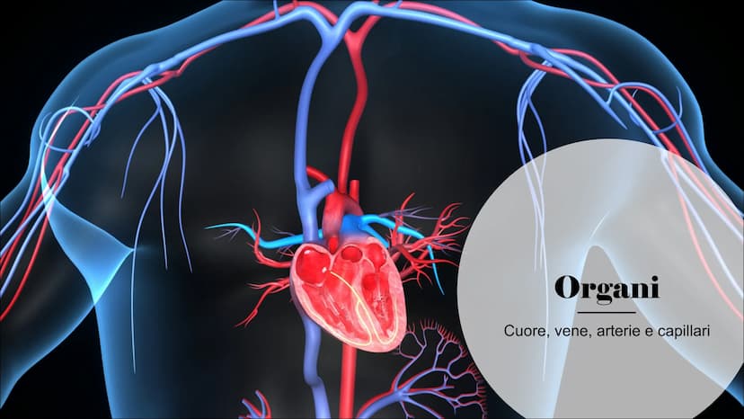 L'Apparato
Cardiocircolatorio Organi
Cuore, vene, arterie e capillari Cuore
Il cuore è un muscolo involontario che si trova all'interno
del 