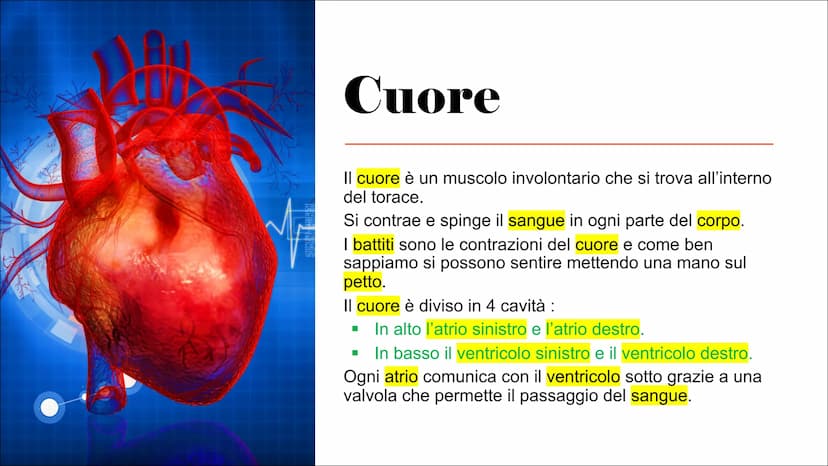 L'Apparato
Cardiocircolatorio Organi
Cuore, vene, arterie e capillari Cuore
Il cuore è un muscolo involontario che si trova all'interno
del 